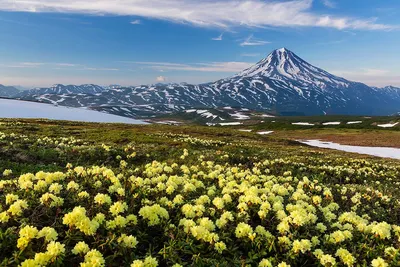 Цветущая Камчатка. Фотограф Денис Будьков