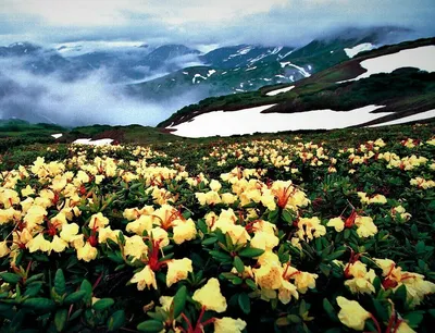 Камчатка Дискавери | PetropavlovskKamchatskiy