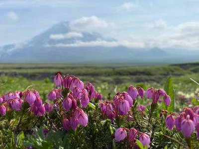 Неделя весной на Камчатке