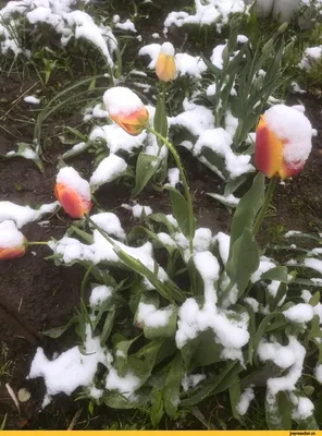 Весна приходит капка имеют красивые цветы, деревья Стоковое Изображение -  изображение насчитывающей приходить, имейте: 172839429