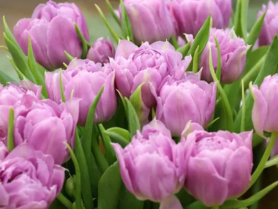 Тюльпаны Весна Праздник - Бесплатное фото на Pixabay - Pixabay