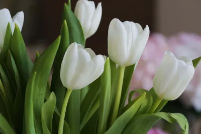 Бесплатное изображение: букет, Тюльпаны, Белый цветок, композиция, весна,  лист, Тюльпан, завод, цветок, природа