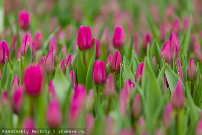 Кажется, мы знаем, как приблизить весну. Посмотрите на эти прекрасные  тюльпаны! - vtomske.ru