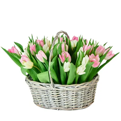 Природа весна тюльпаны, …» — создано в Шедевруме