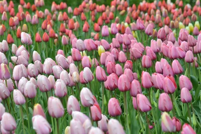 Букет тюльпанов в корзине Нежная весна купить недорого, доставка - магазин  цветов Абари в Омске