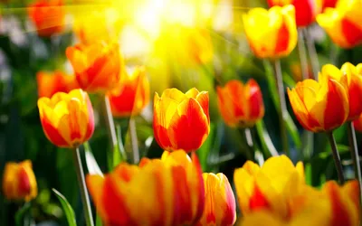 Весна тюльпаны фото фотографии