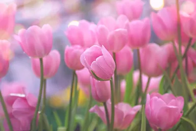 Tulips. Тюльпаны #весна #spring #тюльпаны #tulips #цветы #flowers#весна  #spring #тюльпаны #tulips #цветы #flowers Photographer: Julia Ka… | Тюльпаны,  Цветы, Декупаж