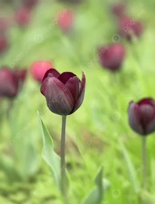 Тюльпан, цветок, весна, красный цвет, природа, сад, тюльпаны, поле, пинк,  цветки, зеленый цвет, завод, красота, цветение, флорист Стоковое  Изображение - изображение насчитывающей сад, флористическо: 137756633
