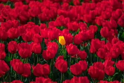 Тюльпаны “Весна». Тюльпаны.цветы. Авторская работа купить в  интернет-магазине Ярмарка Мастеров по цене 10996 ₽ – P6S96BY | Композиции,  Ярославль - доставка по России