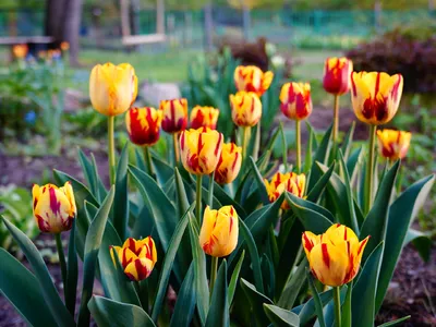 Красочные Тюльпаны — стоковые фотографии и другие картинки Весна - Весна,  Цветок, Тюльпан - iStock