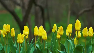 Букет Весна тюльпаны махровые ~ 25 шт купить с доставкой на дом по цене  3500 рублей в интернет-магазине