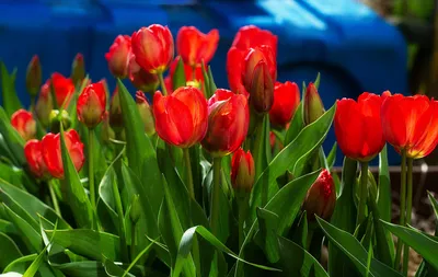 Купить букет из 19 тюльпанов микс в Киеве - интернет-магазин цветов  AnnetFlowers