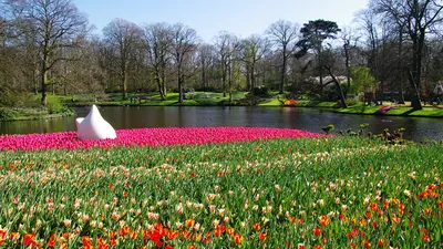 Тюльпаны весны в английском саде страны Стоковое Изображение - изображение  насчитывающей весна, тюльпан: 90892837
