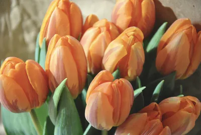 Весна и тюльпаны всегда вместе | ДАЧНАЯ ПОРА | Дзен