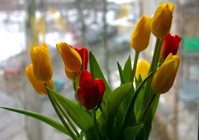 Тюльпан Весна Тюльпаны - Бесплатное фото на Pixabay - Pixabay