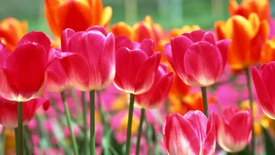 Тюльпаны Весна Сад - Бесплатное фото на Pixabay - Pixabay