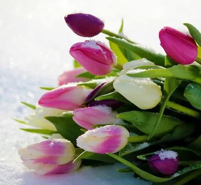 свежие тюльпаны весны стоковое фото. изображение насчитывающей дневные -  23853438