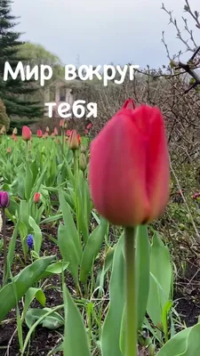 Тюльпаны | Tulips, Winter wonder, Flowers
