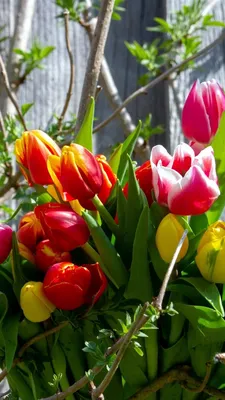 Букет Великолепная весна» с тюльпанами и гипсофилами - купить во  Владивостоке за 7 300 руб