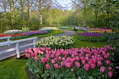 Фотография Нидерланды Keukenhof Lisse Весна Природа Тюльпаны парк
