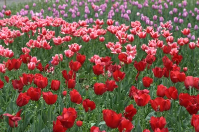 Тюльпаны Весна Любовь День Святого - Бесплатное фото на Pixabay - Pixabay