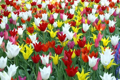Весенние Тюльпаны — стоковые фотографии и другие картинки Весна - Весна,  Цветок, Тюльпан - iStock