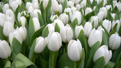 Скачать 1280x720 тюльпаны, цветы, белые, весна, красота, зелень обои,  картинки hd, hdv, 720p