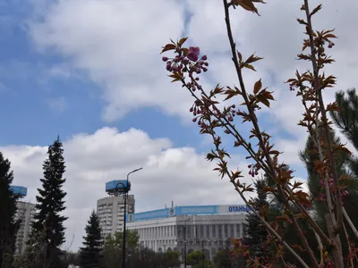 Almaty Today - Весна в Алматы 💕 📷 Досжан Балабек | Facebook