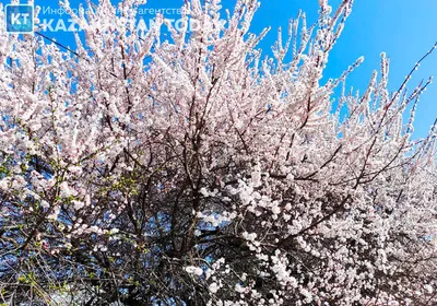 Almaty Today - Весна в Алматы 💕 📷 Досжан Балабек | Facebook