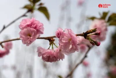 В Алматы пришла настоящая весна!🌸Скоро в Ботаническом саду зацветет  сакура. Алматинцы любуются цветением магнолии на проспекте… | Instagram