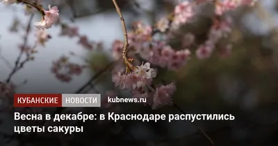 Весна в декабре: в разных уголках Украины зацвели деревья (видео)