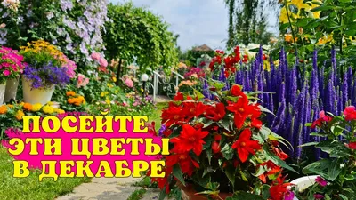 Весна в декабре: во вторник в Беларуси ожидается до 7 градусов тепла