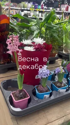 Сорока | Весна в декабре | Дзен