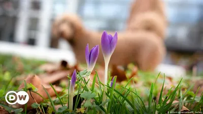 Весна в германии фото фотографии