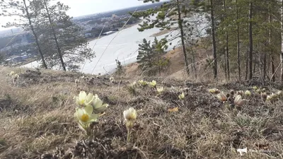 Весна в Якутии: яркие лучи солнца, ледоход, подснежники - YakutiaMedia.ru
