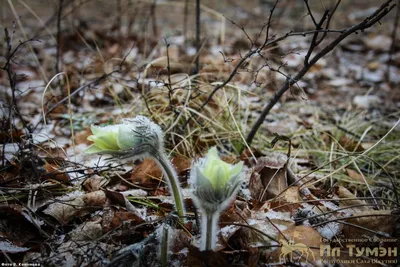 Фото: весна в Якутии. Фотограф Анна Кривицкая. Природа. Фотосайт Расфокус.ру