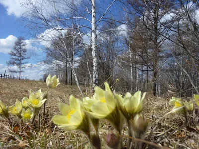 Весна в Якутии...