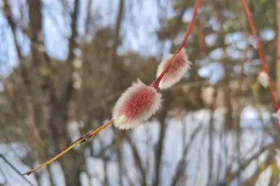 День подснежника в Якутии: 10 фактов о первом цветке весны — Улус Медиа