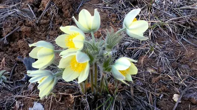 Гидрометцентр ожидает, что весна в этом году будет затяжной | Природа |  Общество | Аргументы и Факты