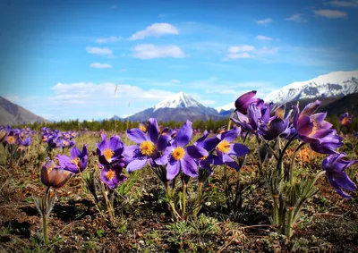 У любимого якутянами цветка сегодня день рождения - PrimaMedia.ru
