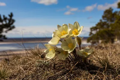 Май в Якутии – Visit Yakutia