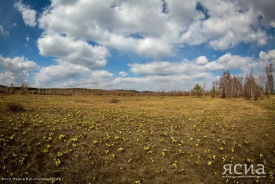 Нежный цветок весны. В Якутии сегодня отмечают День подснежника — ЯСИА
