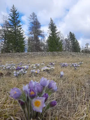 Картинки весна в якутии (70 фото) » Картинки и статусы про окружающий мир  вокруг
