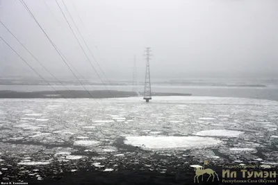 Весна! В Якутии уже распустилась верба | 11.03.2023 | Якутск - БезФормата