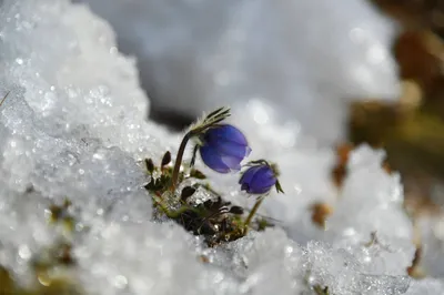 Первые весенние цветы в Якутии-сон трава. | Flowers photography wallpaper,  Flowers photography, Beautiful flowers