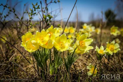 Весна в Якутии вступает в свои права. Фоторепортаж — ЯСИА