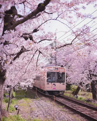 Весна в Японии | Paisaje japon, Hermosa fotografía de paisaje, Viaje a japón