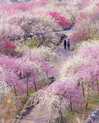 Инстаграм недели: весна в Японии :: Репост :: РБК Стиль | Nature pictures,  Heavenly places, Nature