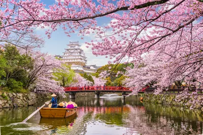 Весна в японии фото фотографии