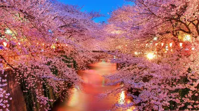 Сказочная весна в японии, Япония, Канал, Сакура, Синее небо, Весна, Цветы  (1920x1080) - обои для рабочего стола